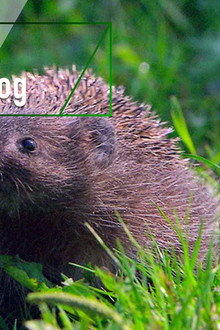 Year of the Hedgehog