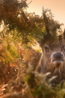 Inside the Forest Seasons of Wonder