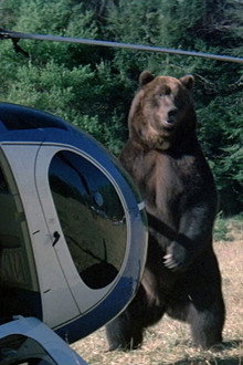Grizzly