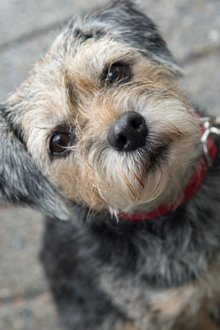 Photo of Gidget