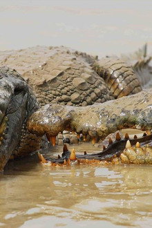 Le crocodile du Nil après l'eden
