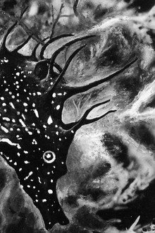 L'Hippocampe, ou 'Cheval marin'
