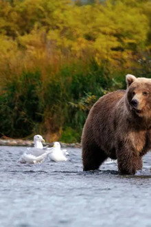 Wild Alaska