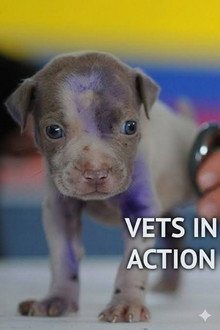Vets In Action