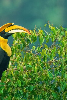 Nilgiris - A Shared Wilderness