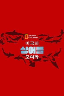 United Sharks of America