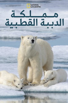 مملكة الدببة القطبية