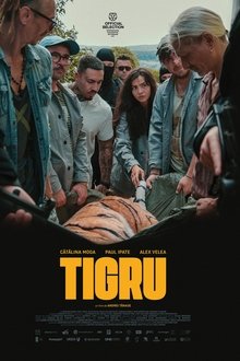 Tigru