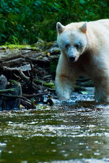 National Geographic: Nature Untamed