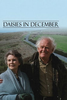Daisies in December
