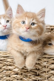 Too-Cute