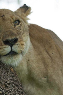 Lion: The Rise and Fall of the Marsh Pride