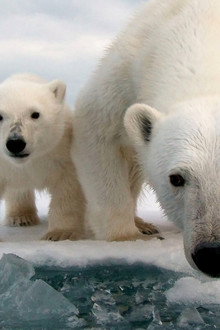 Snow Bears