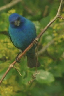 Birdsong and Coffee: A Wake-Up Call