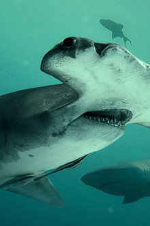 Bull Shark vs. Hammerhead