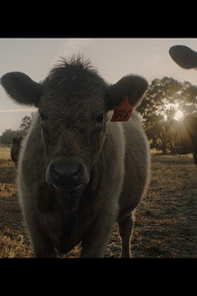 With the Cattle