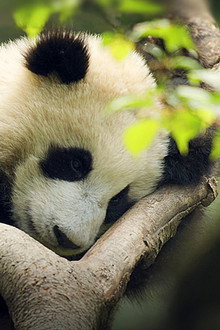 China's Wild Secrets