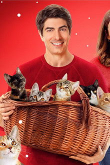 Девет-котенца-за-Коледа