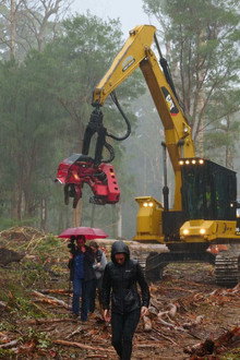 Cry of the Forests - A Western Australian Story