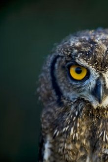Legenden-der-Lüfte