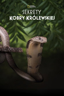 Sekrety kobry królewskiej