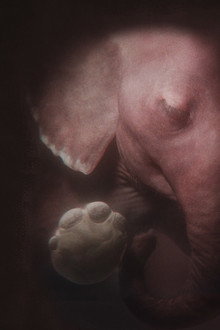 In the Womb: Animal Babies