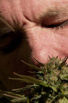 Inside: Medical Marijuana