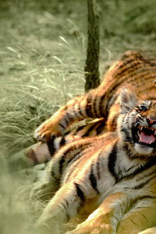 Counting Tigers