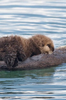 Threatened: The Controversial Struggle of the Southern Sea Otter