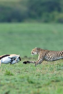 Predator-v-Prey