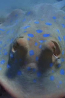 Sea Creatures