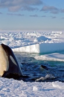 Frozen-Planet