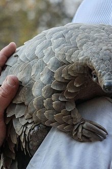 Pangolin: การเดินทางของคูลู