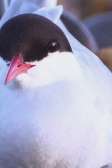 The Isle of Man a Natural World