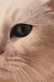 缺席的猫