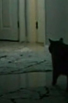 the instinct