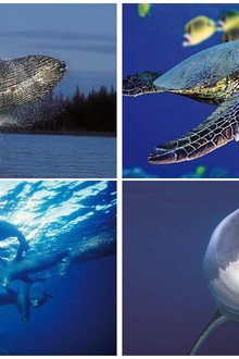 Discover Planet Ocean