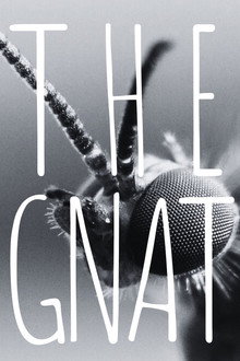 The Gnat