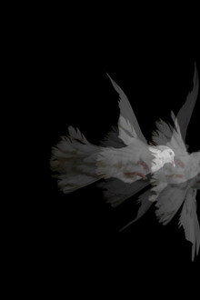 Doves (Loss of Love and Desensitization of Grief)