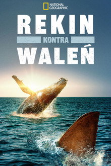 Rekin kontra waleń