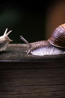 Secret-World-of-Mollusks