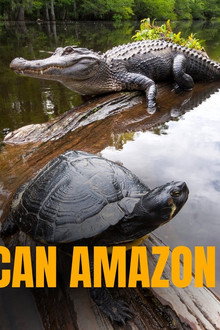 American Amazon