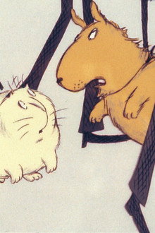 Le chat d'appartement