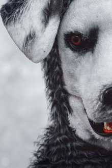 Good-Boy