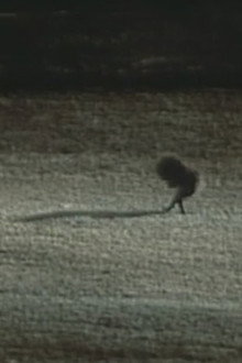Déjeuner du matin
