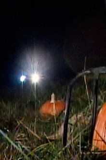 Revenge of the Great Pumpkin