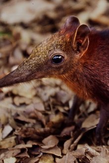 Kobolde-des-Küstenwaldes---Die-Rüsselhündchen-von-Arabuko