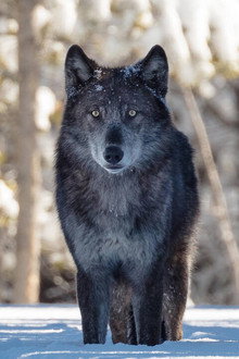Une année parmi les loups