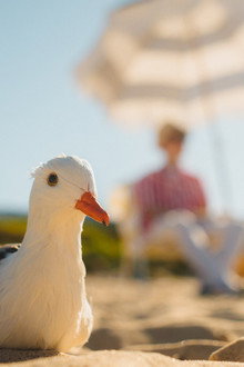 Mouette et Rayures