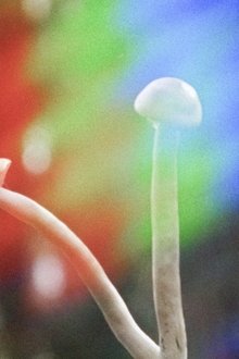 Shrooms